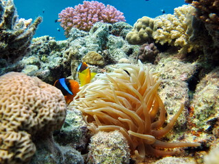 Naklejka na ściany i meble Clown fish, amphiprion (Amphiprioninae). Red sea clown fish.