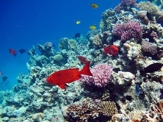 Beautiful fish on the Red Sea reef.