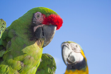 blue and yellow macaw