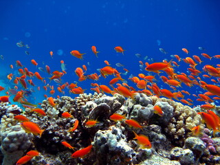 Fototapeta na wymiar Fish. Fabulous Perch - Precious Pseudanthias is the most common antias in the Red Sea. Divers see him in huge flocks on the slopes of the coral reefs. It grows up to 15 cm.