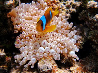 Fototapeta na wymiar Clown fish, amphiprion (Amphiprioninae). Red sea clown fish.