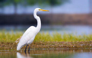 Great egret bird standing in water