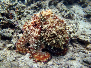 Fototapeta na wymiar Octopus. Big Blue Octopus on the Red Sea Reefs.