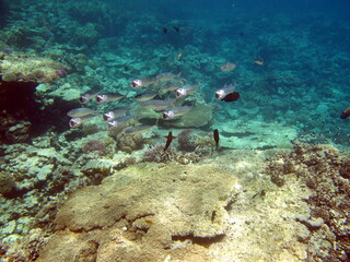 Fish-type bone fish Osteichthyes Mackerel (Scombridae). South Asian mackerel.