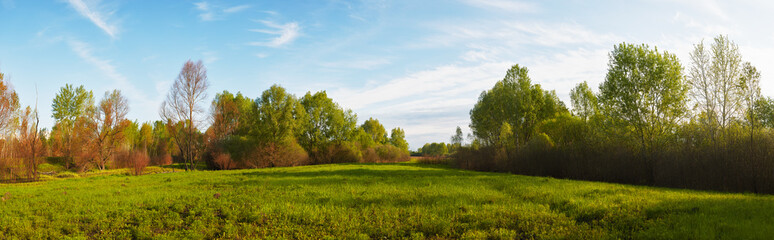 Panoramic view of deciduous forest in spring.