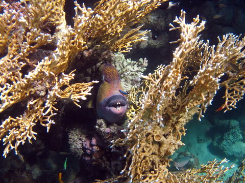 Titan trigger fish.This trigger fish grows to 75 cm; it feeds on corals, sea urchins, and crustaceans.