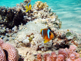 Obraz na płótnie Canvas Clown fish, amphiprion (Amphiprioninae). Red sea clown fish.