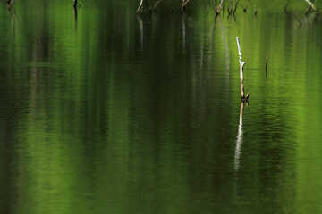 reflection in water