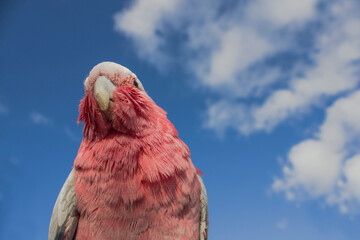 pink bird