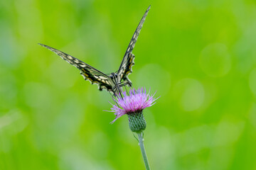 Japanese swallowtail butterfly on thistle flower