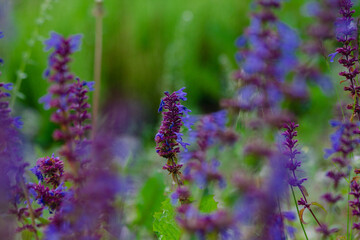 green grass macro close up
