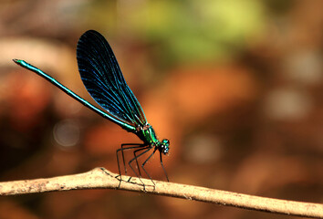 dragonfly on a branch