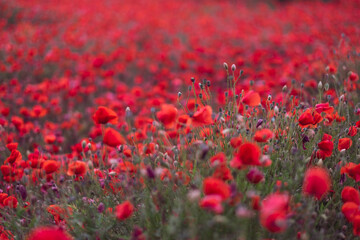 Field of beautiful red bloming poppies.