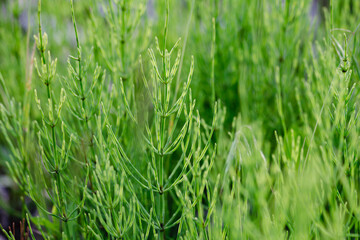 green grass macro close up