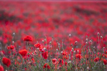 Obraz premium Field of beautiful red bloming poppies.