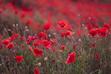 Field of beautiful red bloming poppies.