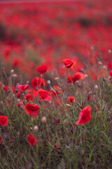 Obraz premium Field of beautiful red bloming poppies.