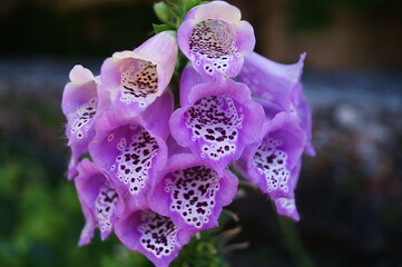 Foxglove (Digitalis Purpurea) in the Boboli Gardens in Florence, Tuscany, Italy