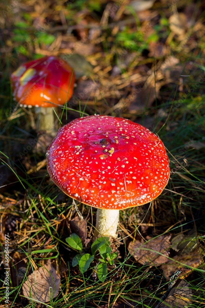 Wall mural vertical shot of a red amanita mushroom on the forest floor