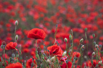 Obraz premium Field of beautiful red bloming poppies.