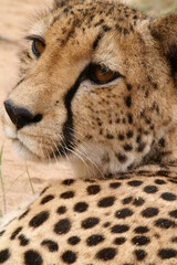 close up of leopard