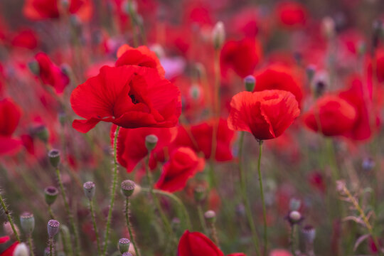 Field of beautiful red bloming poppies. © Elena Krivorotova
