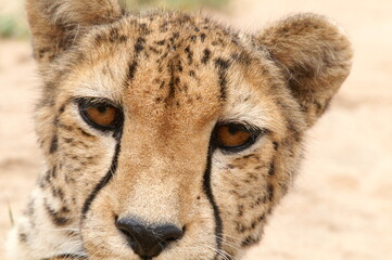 portrait of a leopard