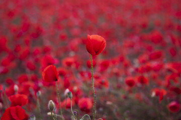 Obraz premium Pole pięknych czerwonych maków bloming.
