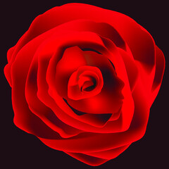 A close-up image of a rose is featured in an abstract background illustration.