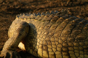 close up of a crocodile