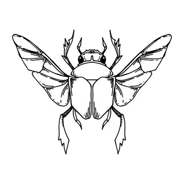 recommend clip art: vector black and white drawing in vintage style, Scarab beetle magic symbol of Scarab beetle with spread wings. mystical beetle, esotericism, magic. tattoo sketch
