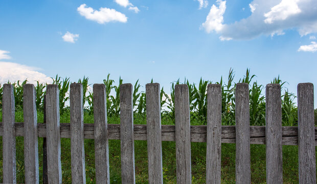 White painted wooden fence and a green corn field with blue sky and clouds in the background