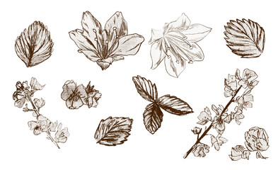 Sey of botanical ojects. Leaves of strawberry, flowers, branches. Illustrations in sketch style - 365650381