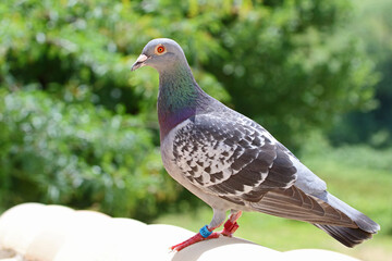 homing pigeon, racing pigeon or domestic messenger pigeon Latin columba livia domestica closeup taking a break from its long flight on a typical pantiled roof in spring in Italy tagged feet visible