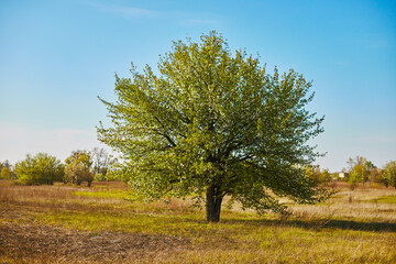 Fototapeta premium Spring trees in the forest at sunset