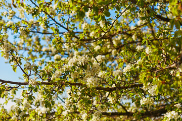 Fototapeta premium Close-up of wet cherry flowers in a spring forest.