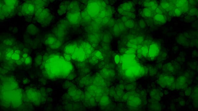 A green fractal cloud slowly morphs shape over time.
