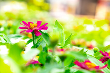 Bright pink flower in sunny day. Bright color. Green leaves