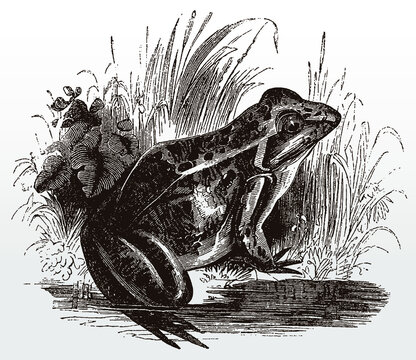 Common frog, rana temporaria in side view sitting on the shore of a pond, after an antique illustration from the 19th century