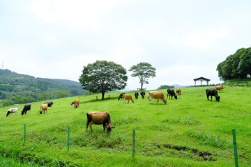 Fototapeta na wymiar 高千穂牧場で放牧される元気な牛