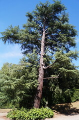 Fototapeta premium Secular tree in the Boboli garden in Florence, Tuscany, Italy
