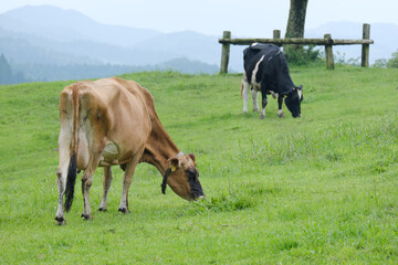草を食べる可愛いホルスタインとジャージー牛