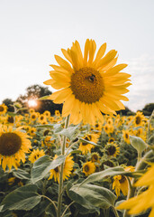 Sunflowers in a field of sunflowers during sunset. Beautiful wallpaper