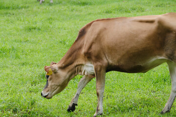 Obraz na płótnie Canvas 美味しい草を探す牛