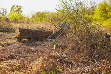 Close-up of deforestation at sunset