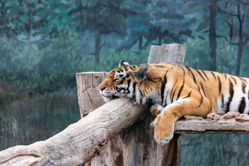 Adult amur tiger rest on logs in zoo