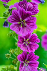 Fototapeta premium Die schöne Malvenblüte im Garten