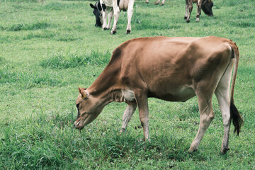 Naklejka na ściany i meble 放牧で育つ可愛いジャージー牛