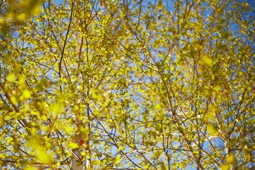 Closeup of birch bud leaves in spring in the forest.