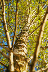 Fototapeta premium Closeup of birch bud leaves in spring in the forest.